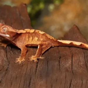 Baby Crested Gecko For Sale