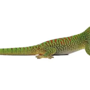 Baby Crimson Giant Day Gecko For Sale