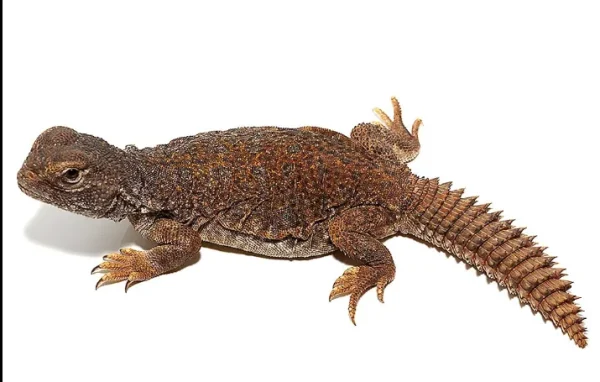 download (8) download 8 1