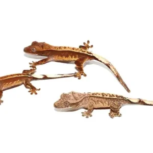 Baby Premium Pinstripe Crested Gecko For Sale