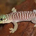 Baby Standings Day Gecko For Sale