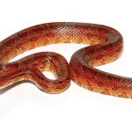 Adult Red Rat snake