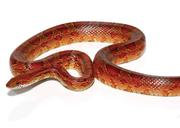 Adult Female Red Ratsnake