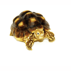 Home 32 African Spurred Tortoise