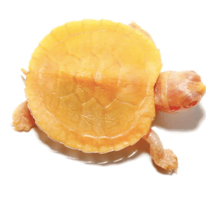 Home 39 Albino Red Ear Slider Turtle
