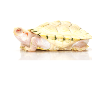 Home 36 Albino Red Eared Slider Turtle for Sale