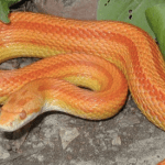 Albino Striped Corn Snake