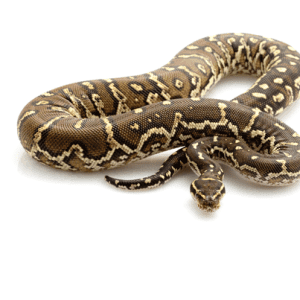 Home 22 Angolan Python for Sale