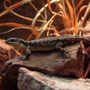 Home 24 Armadillo Lizard for Sale