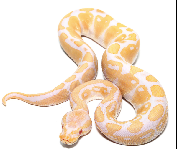 Baby-Albino-Ball-Python Baby Albino Ball Python