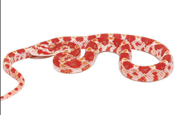 Baby-Albino-Cornsnake Baby Albino Cornsnake