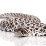 Baby Axanthic Western Hognose Snake