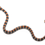 Baby Black Banded Snake