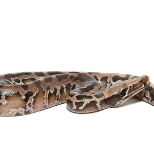 Baby Black Blood Python