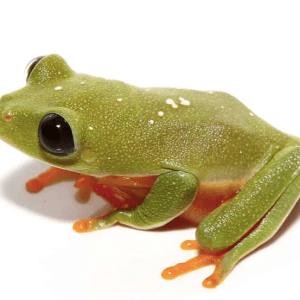 Home 30 Baby Black Eyed Tree Frog