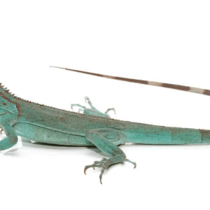 Baby Blue Axanthic Iguana For Sale