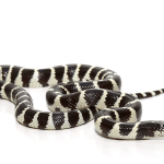 Baby California King snake