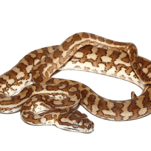 Baby Caramel Carpet Python