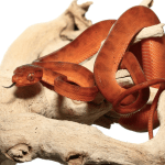 Baby Colored Red Amazon Tree Boa