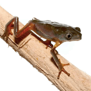 Home 29 Baby Giant Waxy Monkey Tree Frog