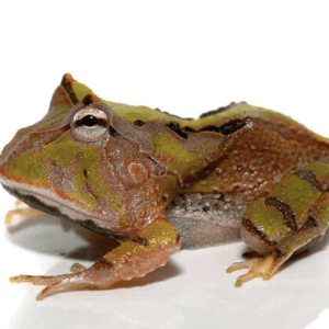 Home 38 Baby Green Suriname Horned Frog 600x498 1