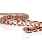 Baby Hypo Corn snake