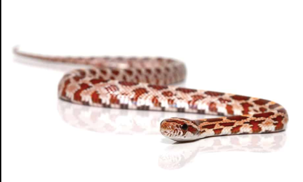 Baby-Hypo-Cornsnake Baby Hypo Cornsnake