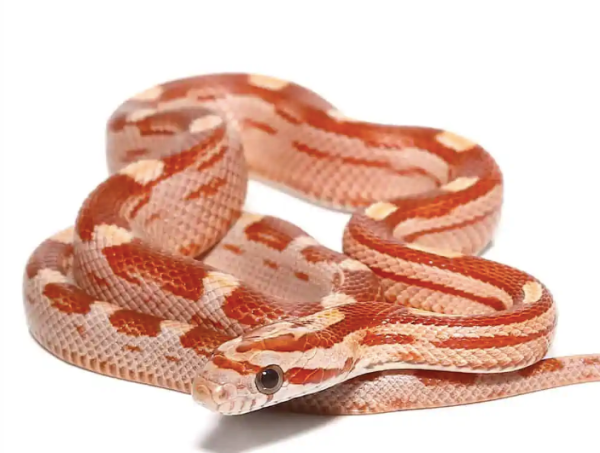 Baby Hypo Motley Cornsnake