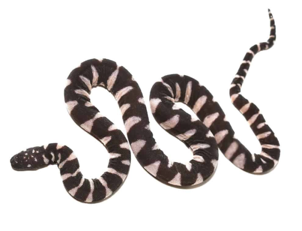 Baby-Marine-File-Snake Baby Marine File Snake