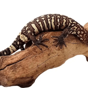 Home 8 Baby Mexican Beaded Lizard