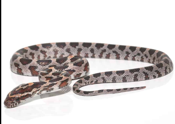 Baby Okeetee Cornsnake