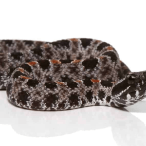 Home 19 Baby Pygmy Rattlesnake 600x373 1