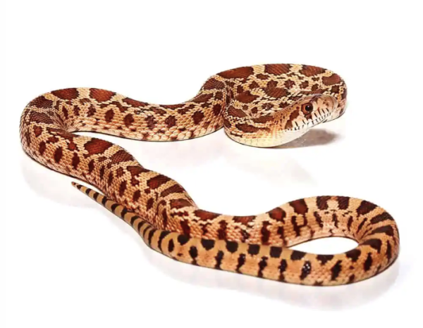 Baby-Red-Bull-Snake Baby Red Bull Snake