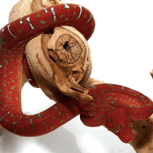 Baby Red Emerald Tree Boa