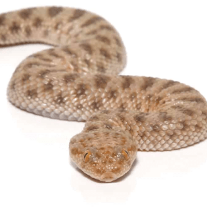 Home 12 Baby Saharan Sand Viper