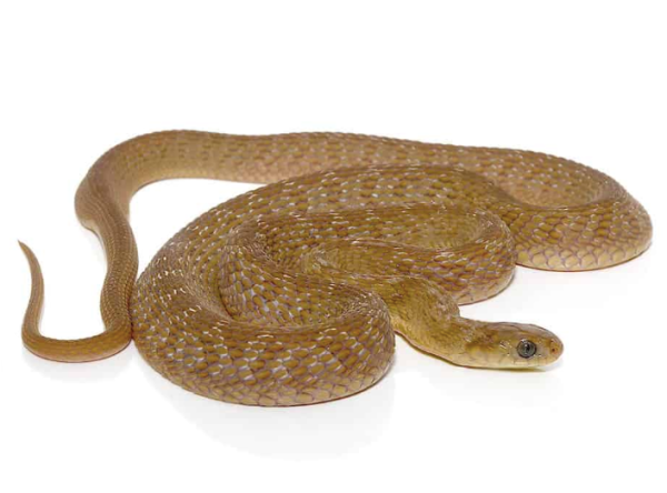 Baby-West-African-Egg-Eating-Snake Baby West African Egg Eating Snake