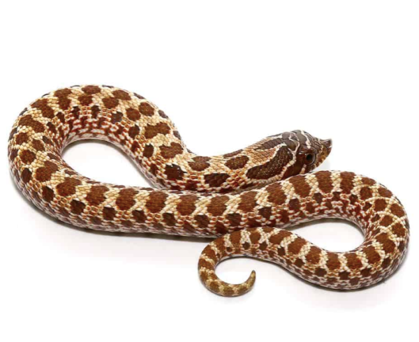 Baby-Western-Hognose-Snake Baby Western Hognose Snake
