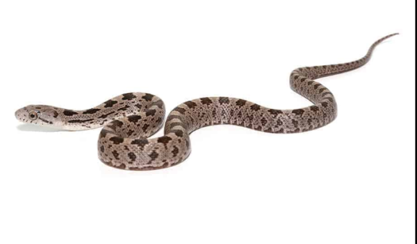 Baby-Yellow-Ratsnake Baby Yellow Ratsnake