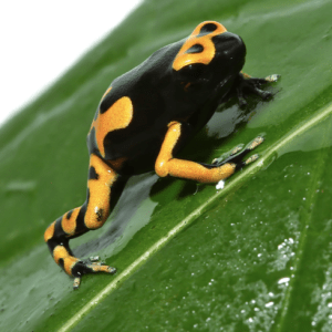 Bandit Bumblebee Dart Frog