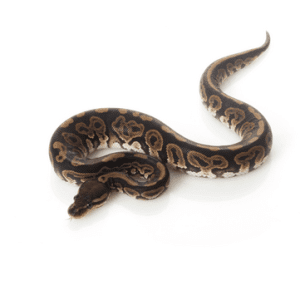 Home 26 Black Pastel Ball Python for Sale