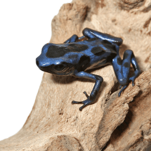 Home 33 Blue And Black Auratus Dart Frog