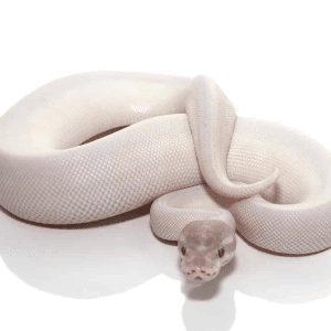 Home 28 Blue Eye Leucistic Super Mojave Ball Python