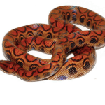 Brazilian Rainbow Boa