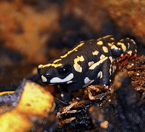 Home 37 Bumble Bee Toad for Sale