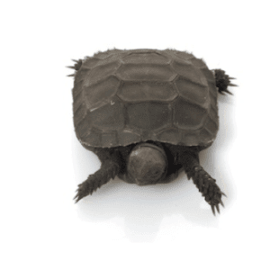 Home 42 Burmese Mountain Tortoise for Sale