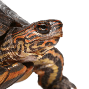 Home 36 Central American Wood Turtle