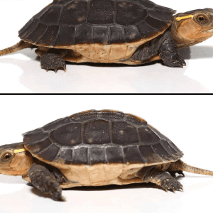 Home 38 Chinese Box Turtle