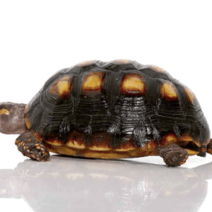 Home 39 Colombian Redfoot Tortoise 600x470 1
