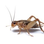 Crickets for Sale