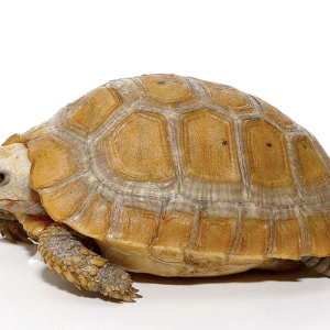 Home 35 Elongated Tortoise